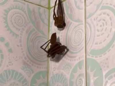 Cthulhu-Like Spider Molting