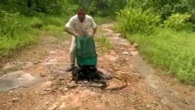 Snake catcher releases 285 snakes into the wild in India