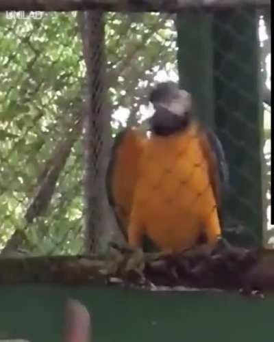 Parrot raving with fellow humans