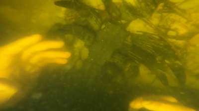 Who knows what we found?!? Venice, Florida