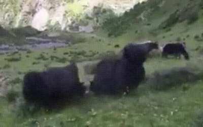 🔥 Yak does an accidental front flip after fighting with another Yak