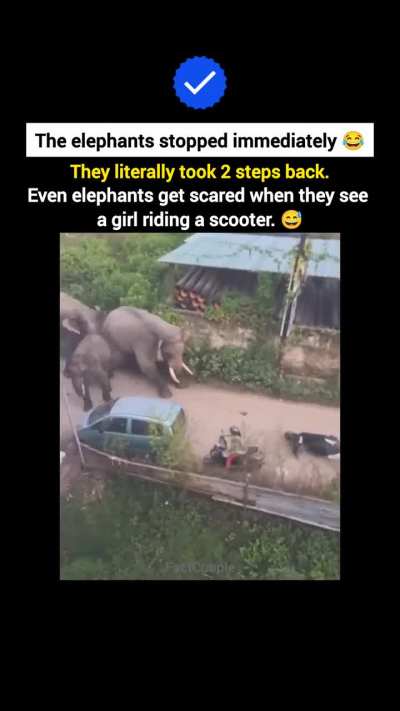 ZKN Even the Elephants Got Scared (No Offense To Anyone)