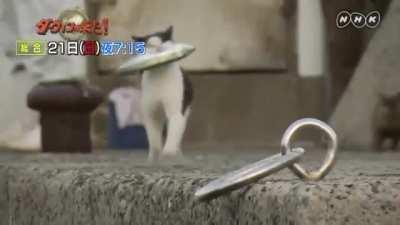 Good kitty steals fish,not his first rodeo