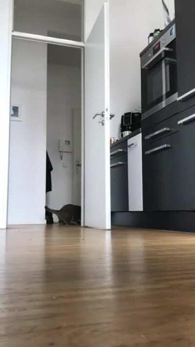 Chonker in overdrive mode. Plop included.