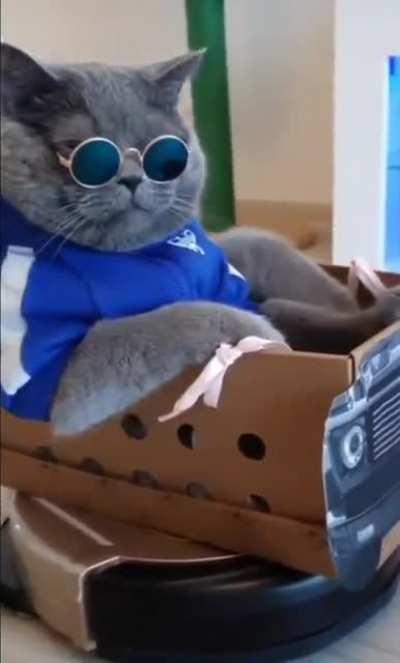 My cat when doge hits .99 cents