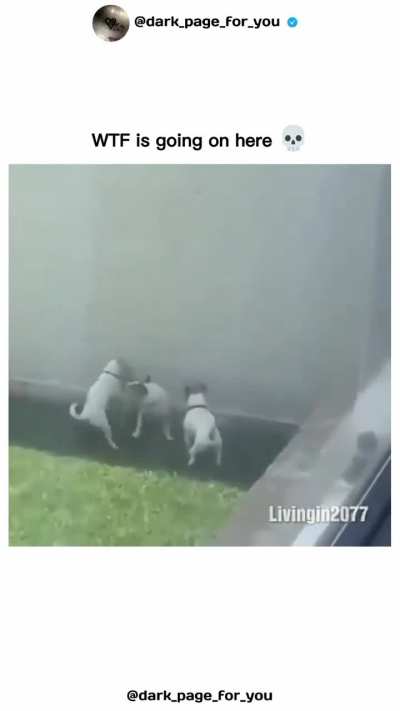 Greek dogs migrating to India