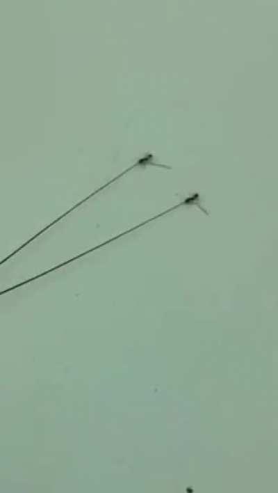 🔥 2 ants dragging a cockroach by its antenna