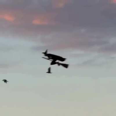 Oppressor MK 2 scoping out it's next victim.