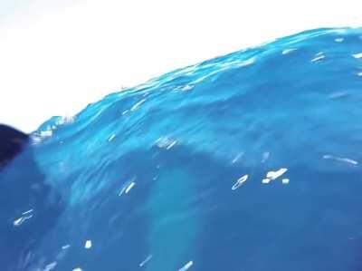 This man's reaction after encountering with a blue whale in the open ocean