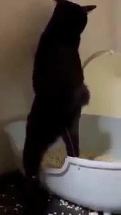 Cat.