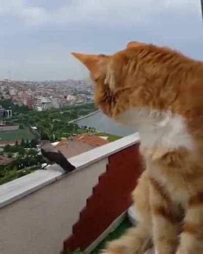 I wonder what they are talking about...