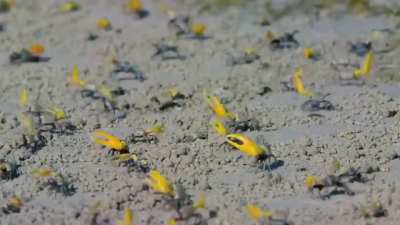 The synchronized dance of the fiddler crab species Austruca perplexa, performed by males to attract females.