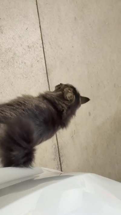 Buttercup has something to say…