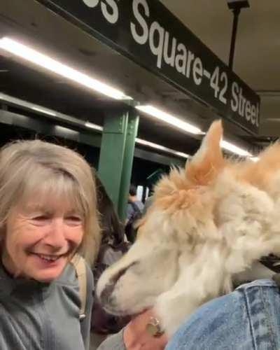 Some cuteness in the mix