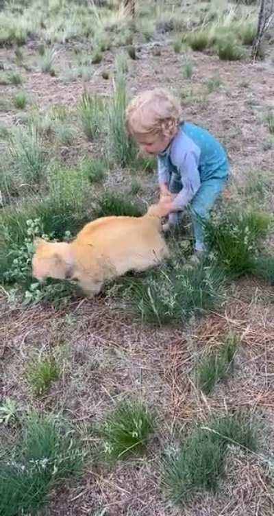 My nephew desperately trying to pick up my 16lb, very patient cat.