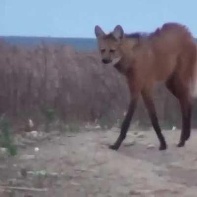 Stunning Maned Wolf