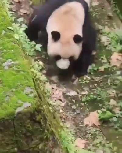 Giant pandas have unusually thick and heavy bones for their size, however, they are also very athletic and flexible. They can easily stand on their hind legs and keep good balance, and they are commonly observed somersaulting, rolling, and dust-bathing. T