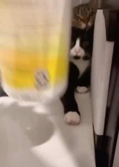 Hide and go seek champions