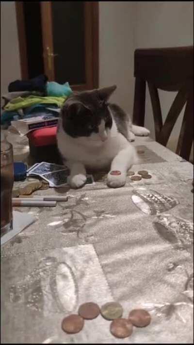 Cat learns a trick