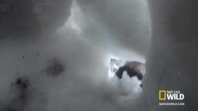 Росомаха учится искать людей под снегом после схода лавины