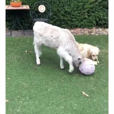 Anybody wants to play with me