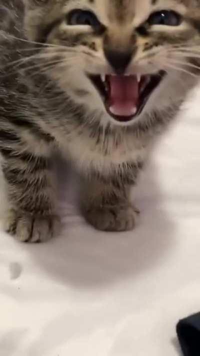 That was a very big mew.