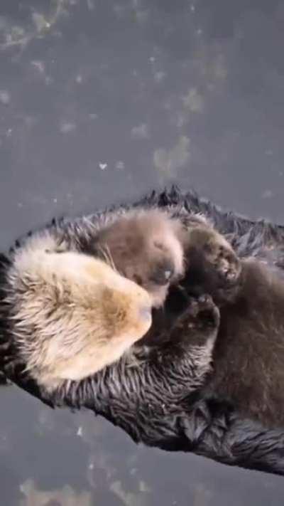 Mumma sea Otter with her pup