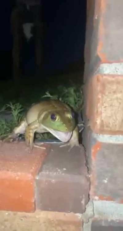 What does the FROG say? 🐸🐶😆