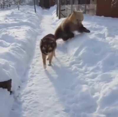 Bear raise with Dogs