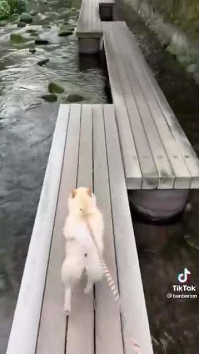 cachorro fazendo parkour