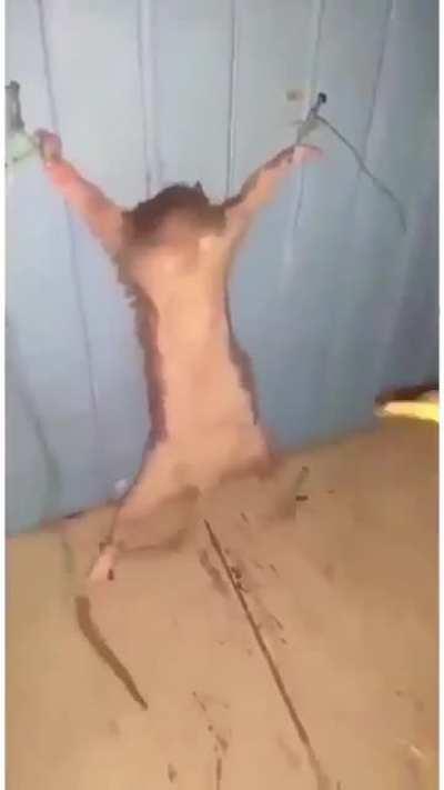 Rat being interested for theft