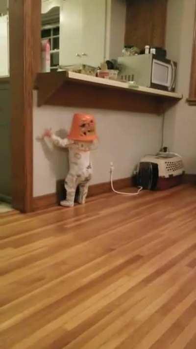 She cried when we took the bucket of her head. We put it back on. This happened.