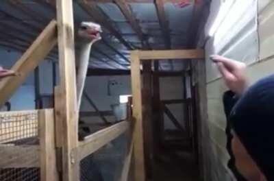 Insulting road runner, Russian way