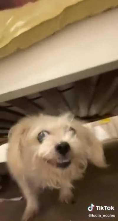 Adept shares a snap of xqc 😍