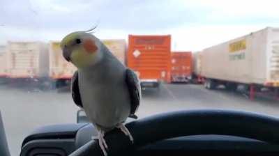 What’d the truck ever do to you??