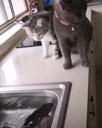 Just a harmless fish...