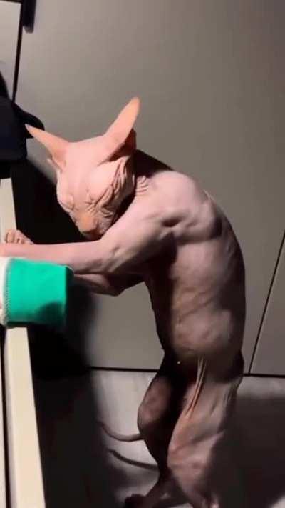 una pareja para la pecky❤️❤️❤️❤️ que tierno gatito