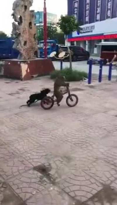 monkey riding a bike
