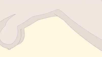 The perfect body type