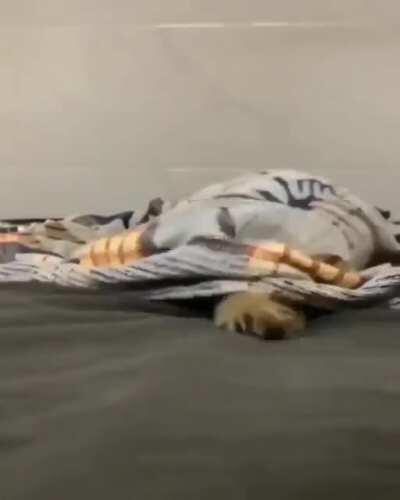 Beware the blanket monster