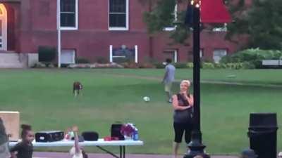 Dog play ball with human