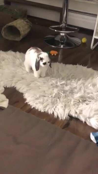 Why is he standing like that? He looks like a small dog