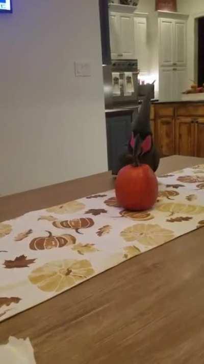 Peace was never an option