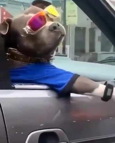 Dog mal, PV liberado🤡🤡🤡🤡🤡🤡🤫😢🔫