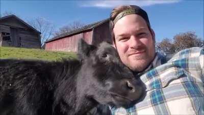 Cows have so much love to return when shown just a little bit of kindness