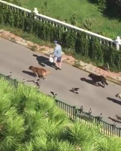 Диснеевская принцесса на прогулке