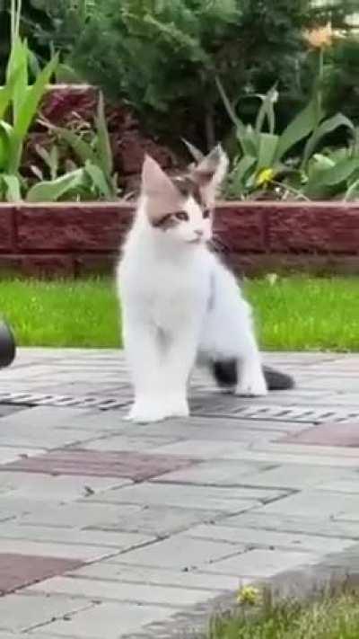 France cat meowing in french