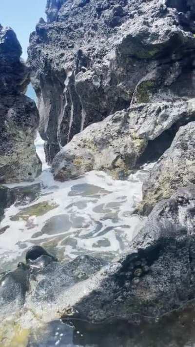 WCGW exploring this rock pool