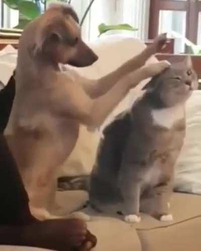 He’s trying his best to learn how to pet the kitty.