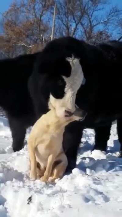 The best of friends.